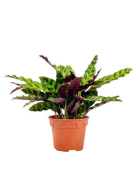 Calathea Lancifolia - grow pot - Potted plant - Tumbleweed Plants - Online Plant Delivery Singapore