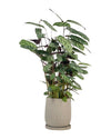 Calathea Setosa - grow pot - Potted plant - Tumbleweed Plants - Online Plant Delivery Singapore