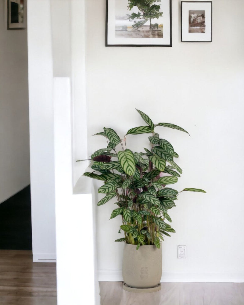 Calathea Setosa - grow pot - Potted plant - Tumbleweed Plants - Online Plant Delivery Singapore