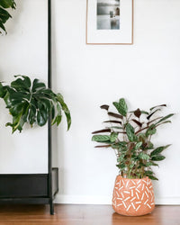 Calathea Setosa - grow pot - Potted plant - Tumbleweed Plants - Online Plant Delivery Singapore