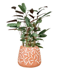 Calathea Setosa - grow pot - Potted plant - Tumbleweed Plants - Online Plant Delivery Singapore