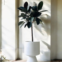 Ficus Elastica - Rubber Tree