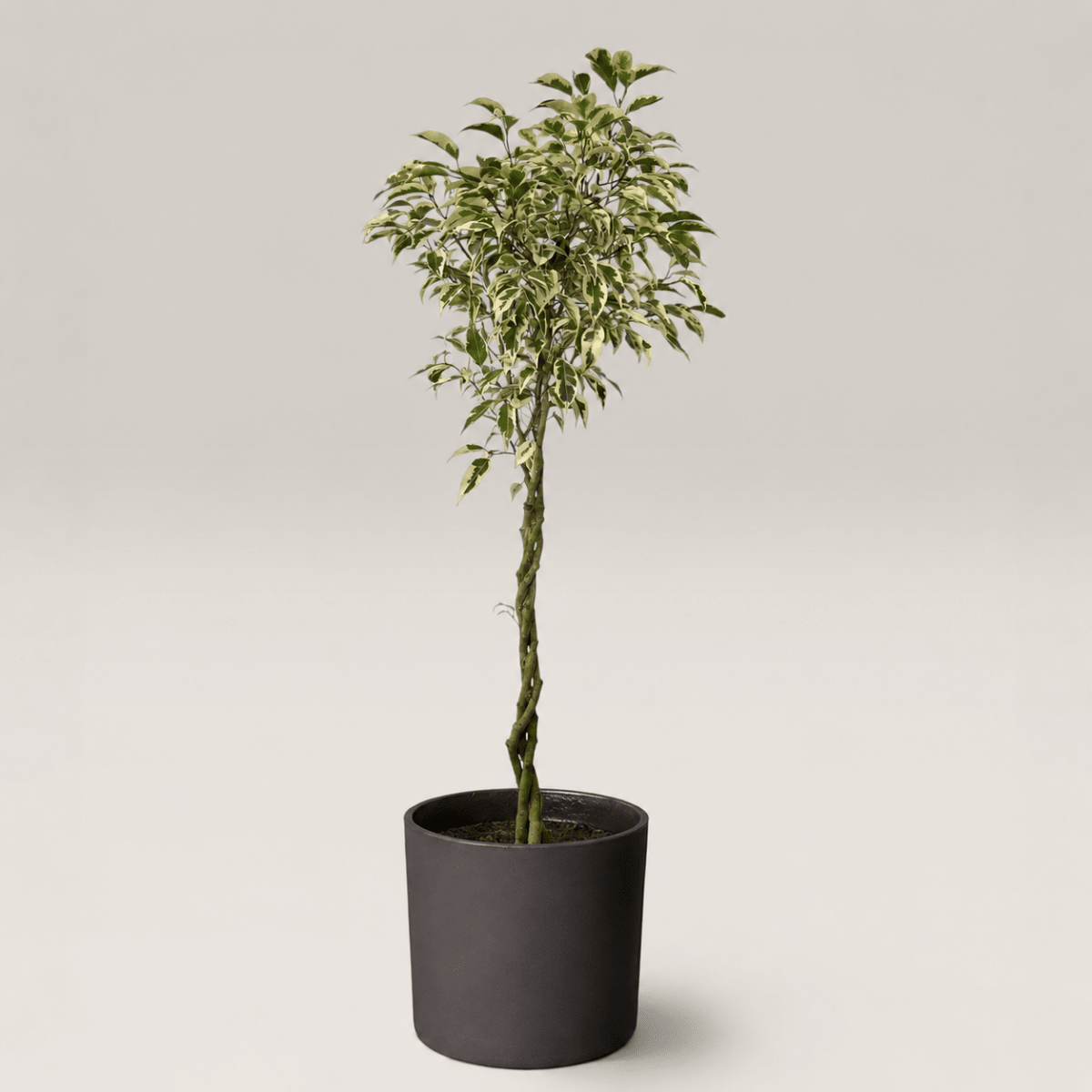 Ficus Benjamina Starlight Beauty Queen (Japan) - Potted plant - POTT-FICU-12328 - Tumbleweed Plants - Online Plant Delivery Singapore