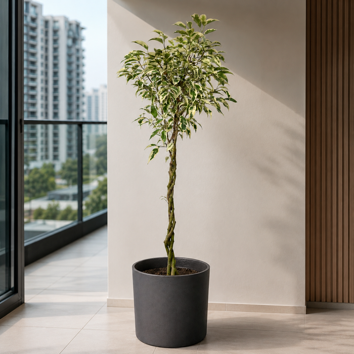 Ficus Benjamina Starlight Beauty Queen (Japan)
