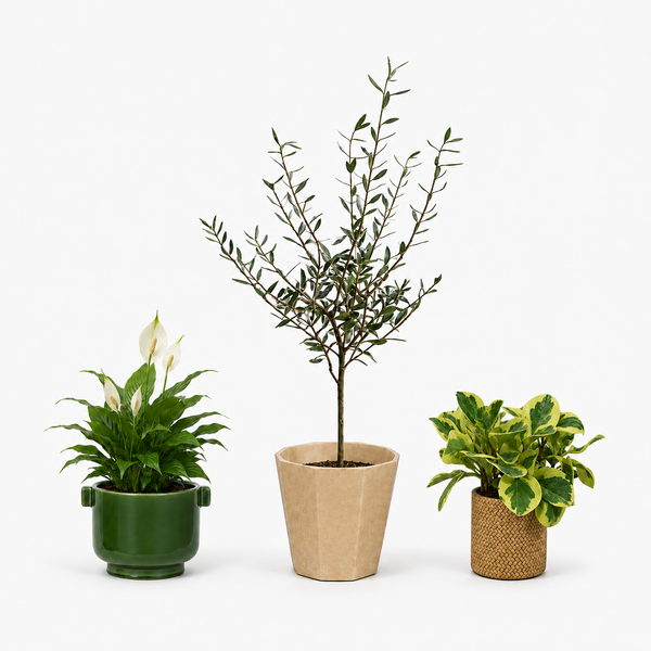 Tumbleweed Plants