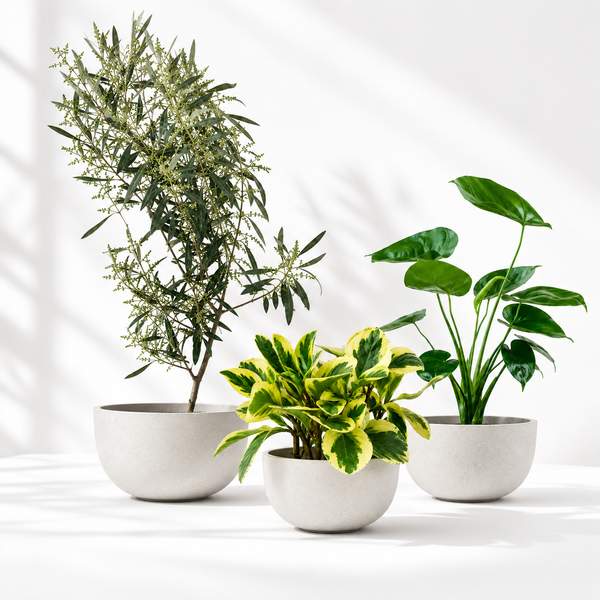 Tumbleweed Plants