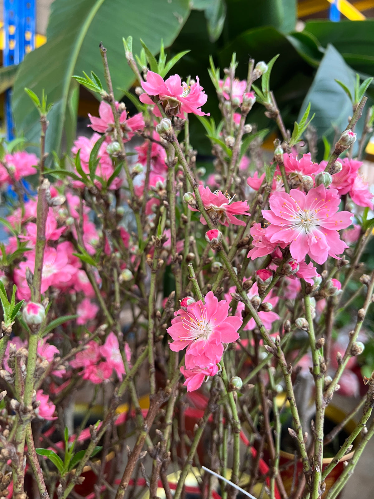 Cherry Blossom (2m) - Potted plant -  Tumbleweed Plants