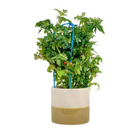 Cherry Tomato Plant