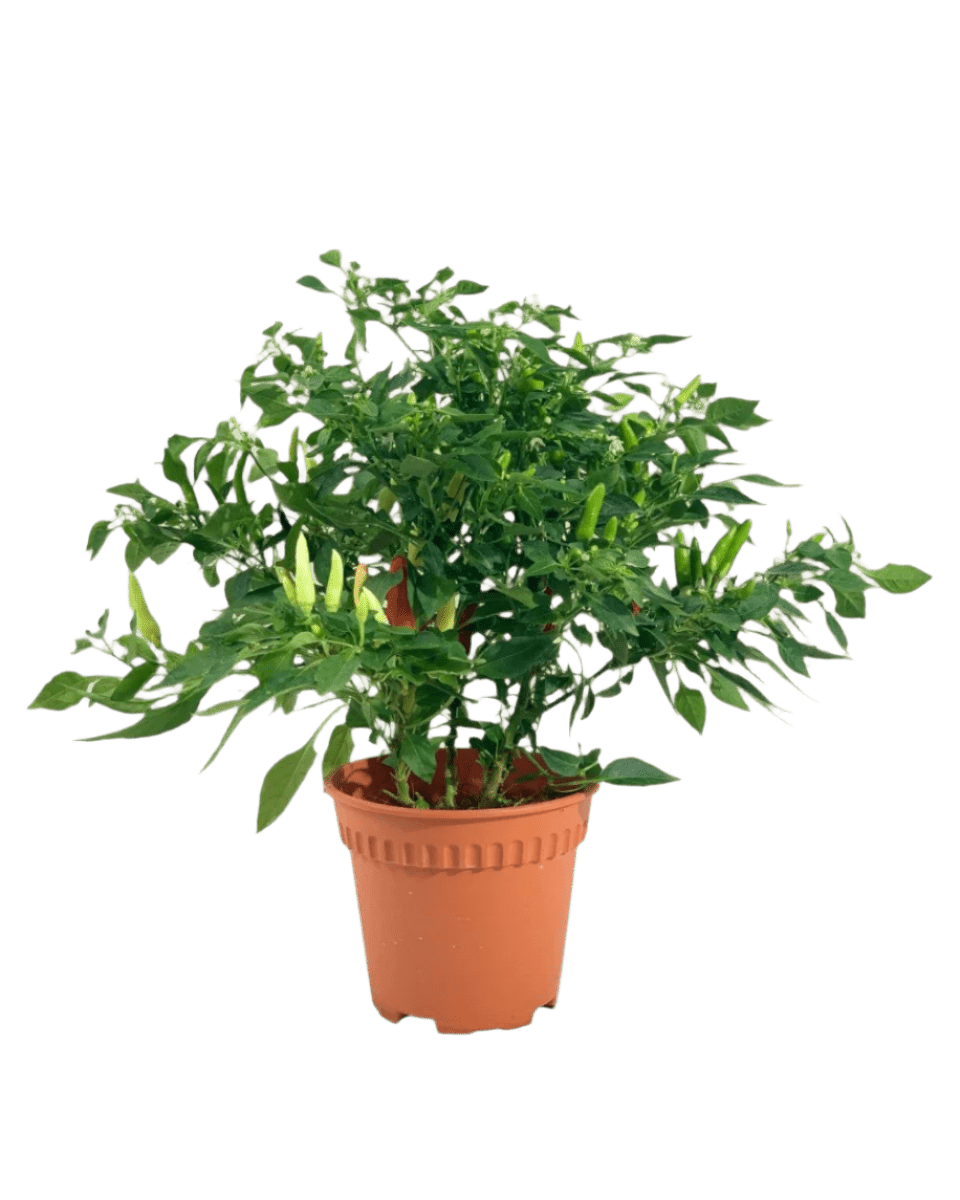chili plant indoors Chili Plant