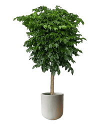 China Doll Tree XL (1.5m) - Potted plant - GIFT - CHIN - LTT - 2735 - Tumbleweed Plants - Online Plant Delivery Singapore