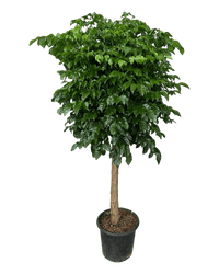 Large China Doll Tree (1.6 - 1.8m) - grow pot - Potted plant - Tumbleweed Plants - Online Plant Delivery Singapore