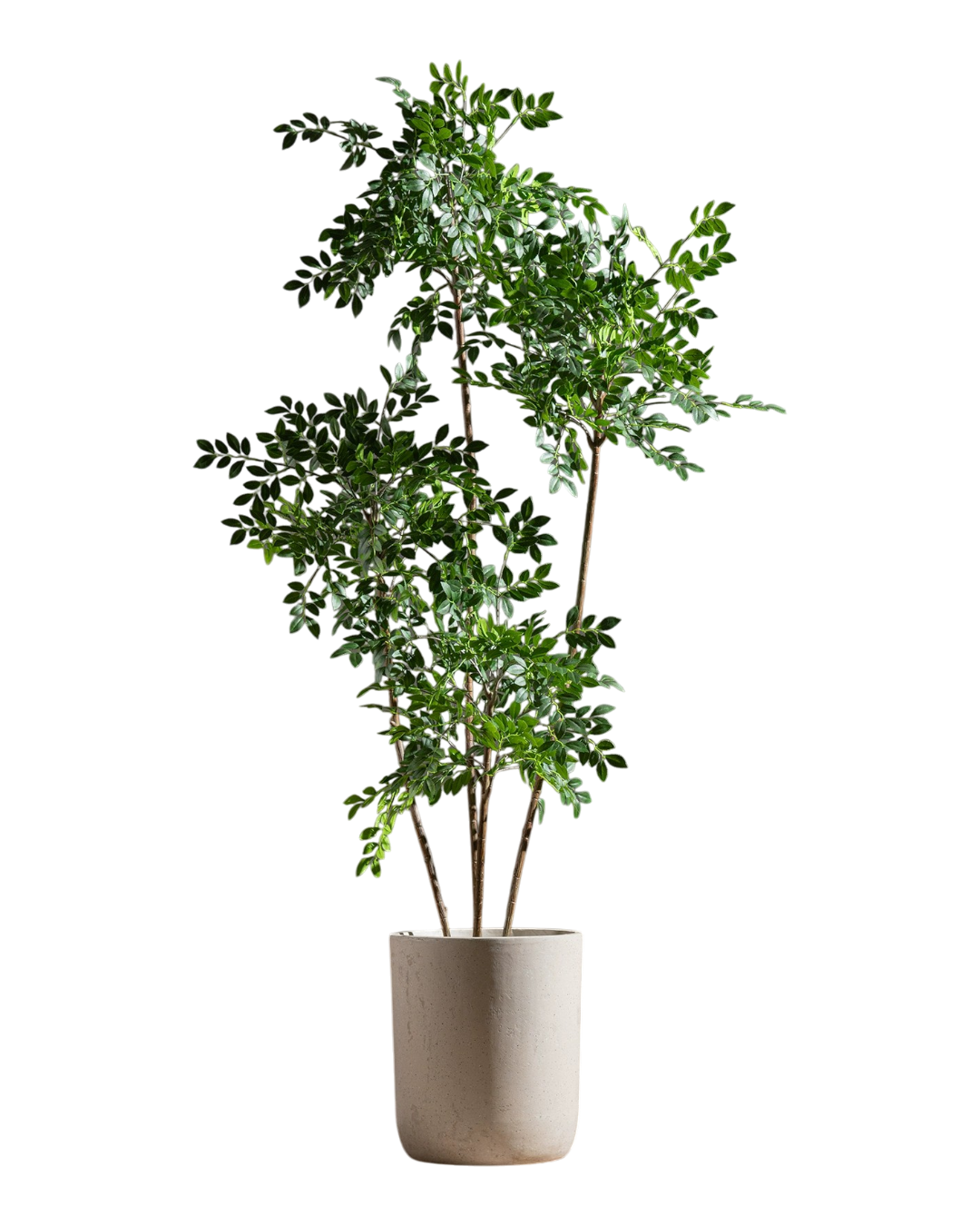 Chinese Money Tree (Faux) - 1.5m