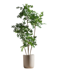 Chinese Money Tree (Faux) - 1.5m