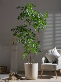 Chinese Money Tree (Faux)