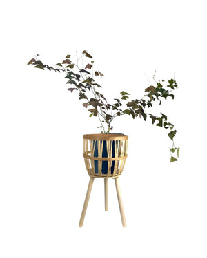 Tumbleweed Plants