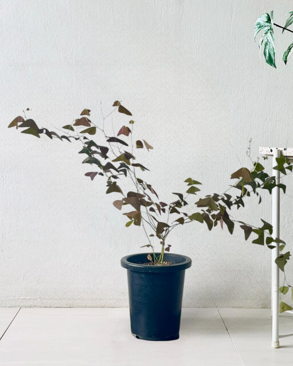 Christia Butterfly Plant Purple (0.8m) - grow pot - Potted plant - Tumbleweed Plants - Online Plant Delivery Singapore