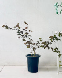 Christia Butterfly Plant Purple (0.8m) - grow pot - Potted plant - Tumbleweed Plants - Online Plant Delivery Singapore