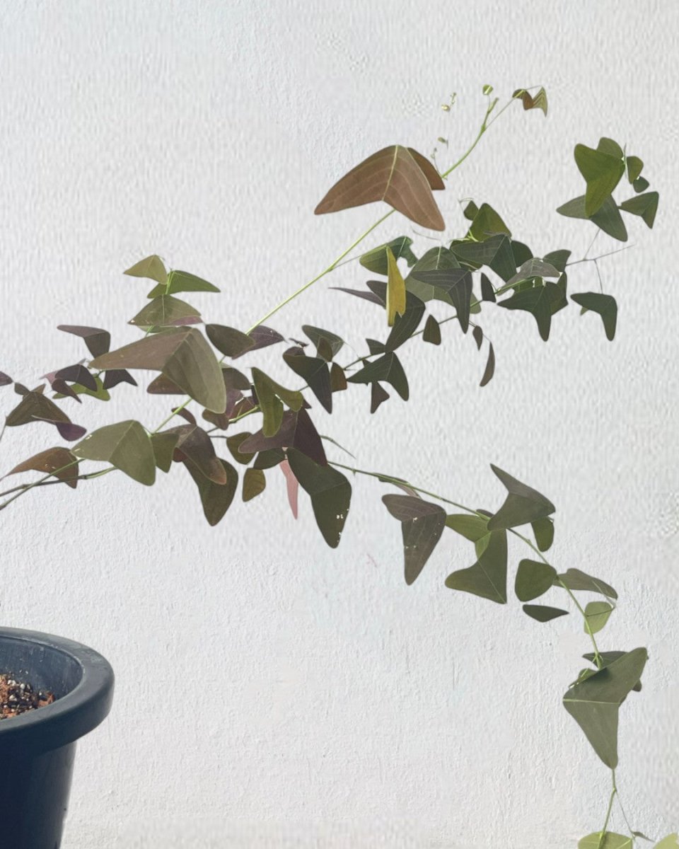 Christia Butterfly Plant Purple (0.8m) - grow pot - Potted plant - Tumbleweed Plants - Online Plant Delivery Singapore