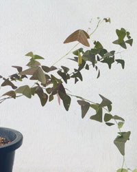 Christia Butterfly Plant Purple (0.8m) - grow pot - Potted plant - Tumbleweed Plants - Online Plant Delivery Singapore