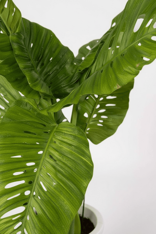 Rhaphidophora × Swiss Monstera Hybrid (One - of - a - Kind Specimen) - Potted plant - POTT - RHAP - GRW - 7478 - Tumbleweed Plants - Online Plant Delivery Singapore