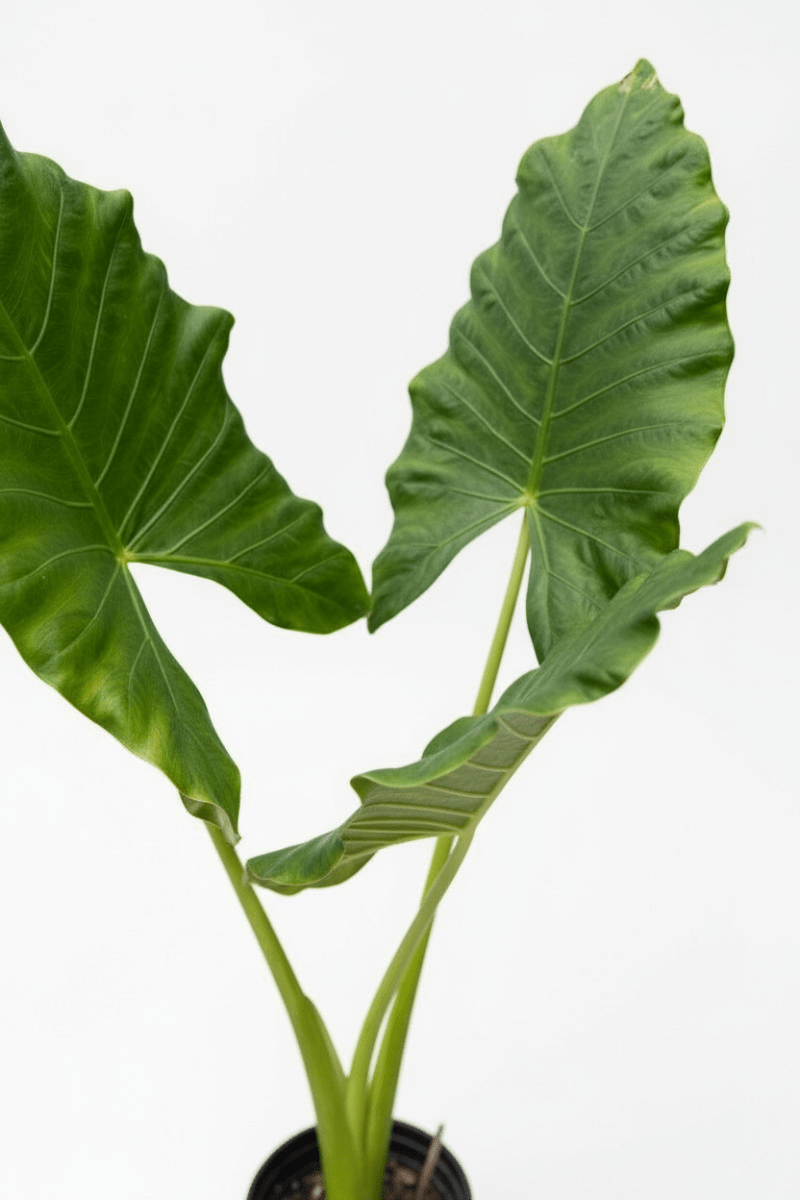 Giant Taro XL - Potted plant - POTT - GIAN - GRW - 7220 - Tumbleweed Plants - Online Plant Delivery Singapore