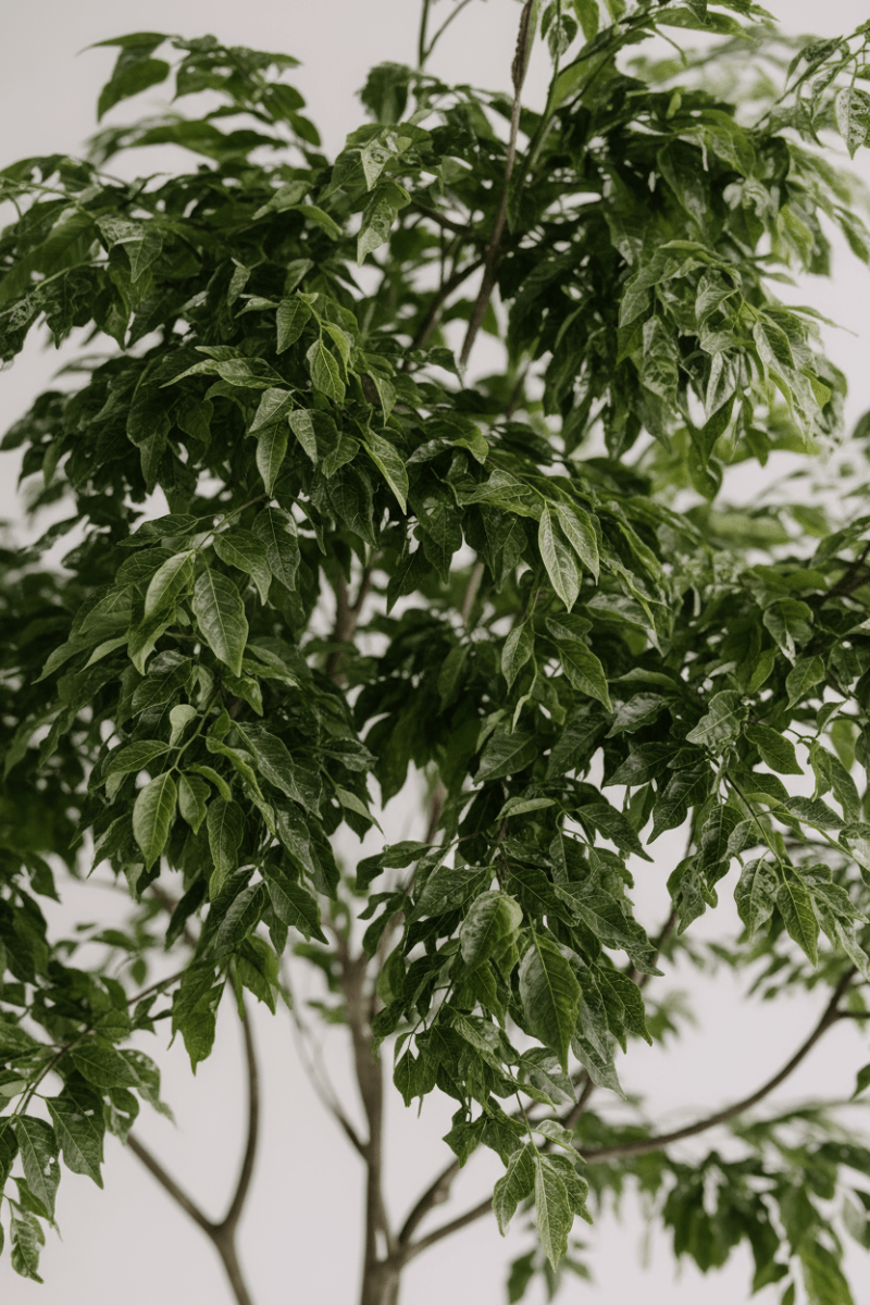 China Doll Tree - Real-Trunk Artificial - Potted plant - 5516314535781 - Tumbleweed Plants - Online Plant Delivery Singapore