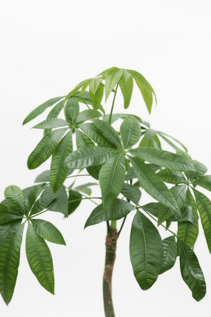 Money Tree Bottle Trunk XL - Potted plant - POTT - MONE - GRWMTL - 7484 - Tumbleweed Plants - Online Plant Delivery Singapore