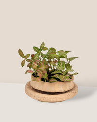Coral Stone Ceramic Planter - short - Pots - Tumbleweed Plants - Online Plant Delivery Singapore