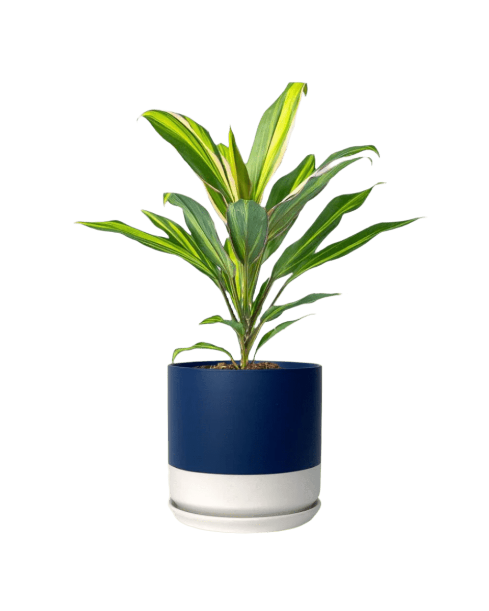 kiwi indoor plant Cordyline Kiwi Plant Online - Best Price SG