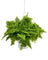 Cotton Candy Fern Plant