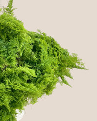 Cotton Candy Fern Plant - grow pot - Potted plant - Tumbleweed Plants - Online Plant Delivery Singapore
