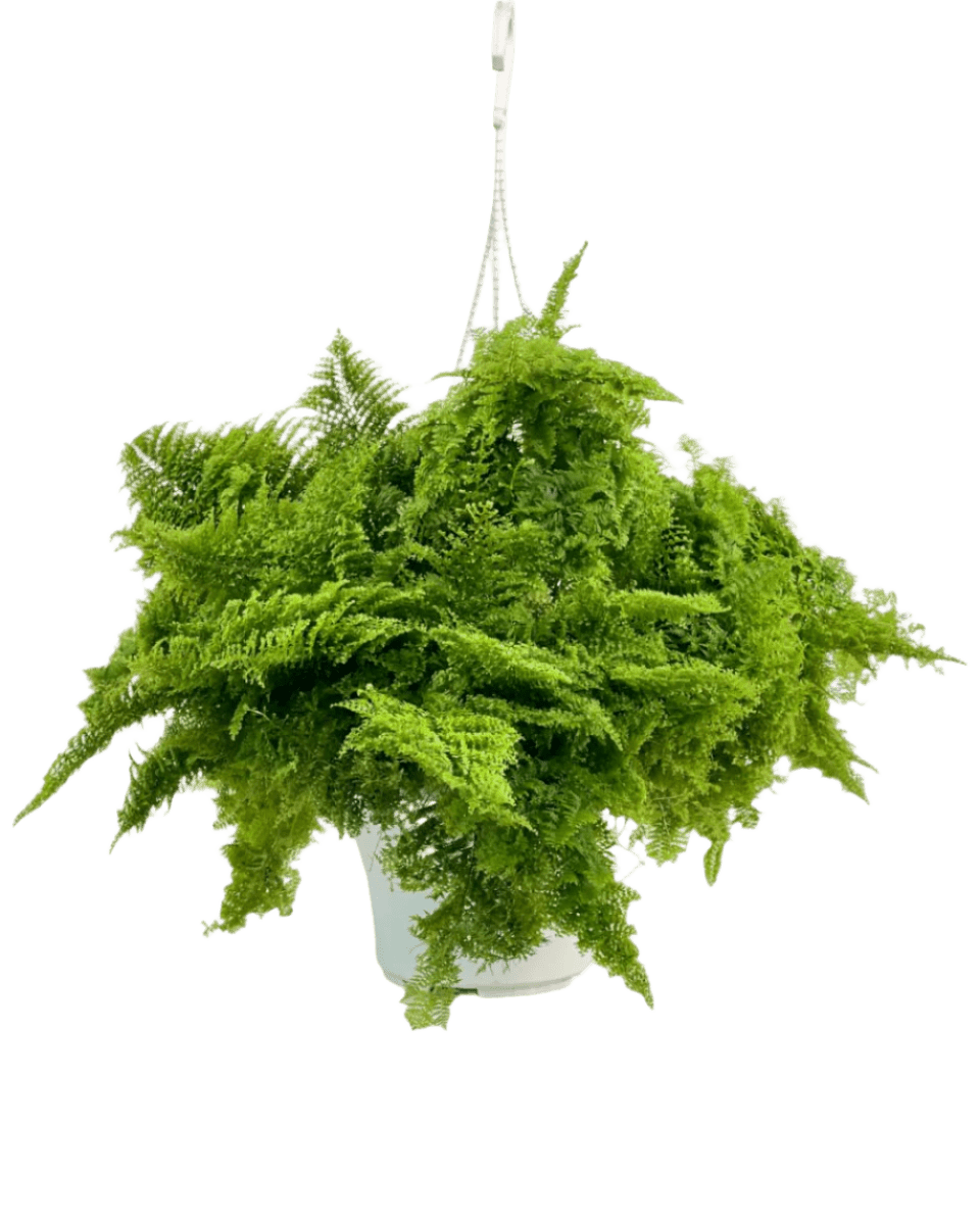 Cotton Candy Fern Plant - Potted plant - POTT - COTT - GRW - 5729 - Tumbleweed Plants - Online Plant Delivery Singapore