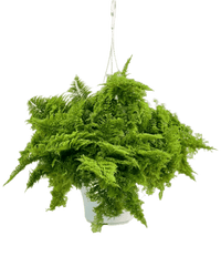 Cotton Candy Fern Plant - Potted plant - POTT - COTT - GRW - 5729 - Tumbleweed Plants - Online Plant Delivery Singapore