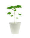 Cotton Plant - Large - Potted plant - POTT - SMAL - 5499 - Tumbleweed Plants - Online Plant Delivery Singapore