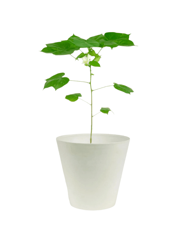Cotton Plant - Large - Potted plant - POTT - SMAL - 5499 - Tumbleweed Plants - Online Plant Delivery Singapore