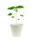 Cotton Plant - Large