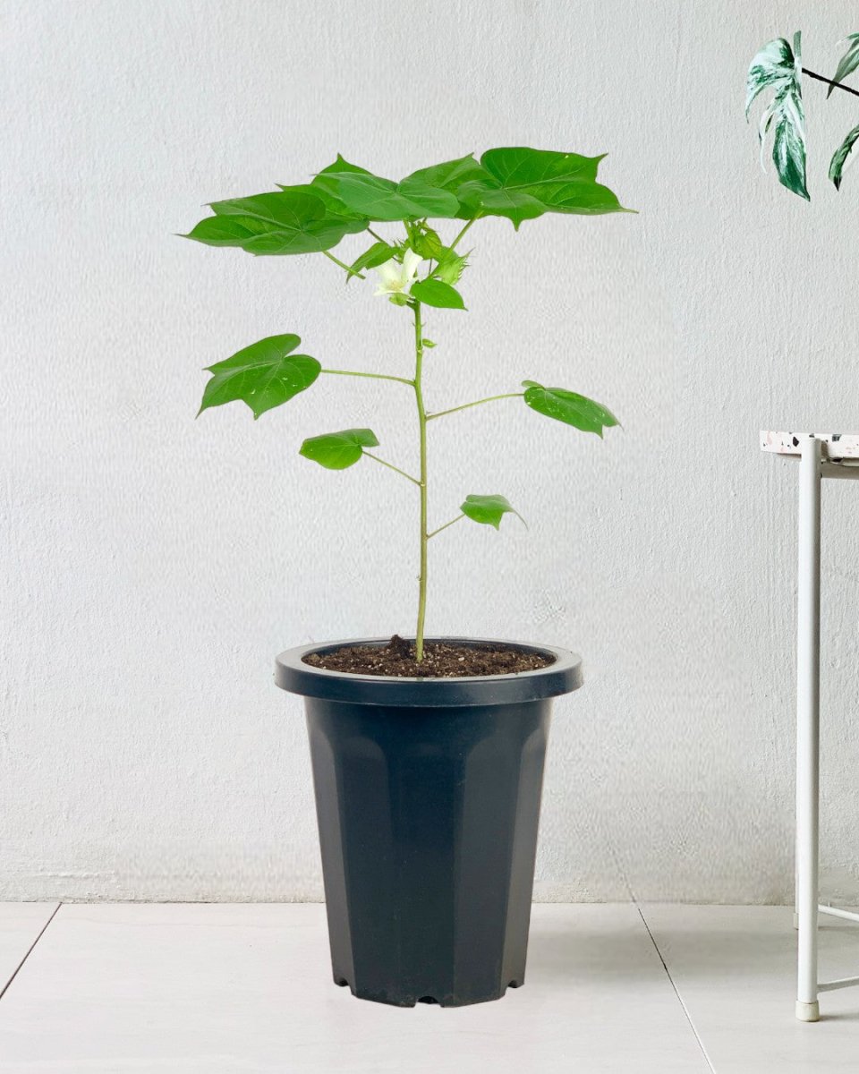 cotton plant indoor Cotton Plant Large - Potted Gossypium for Outdoors