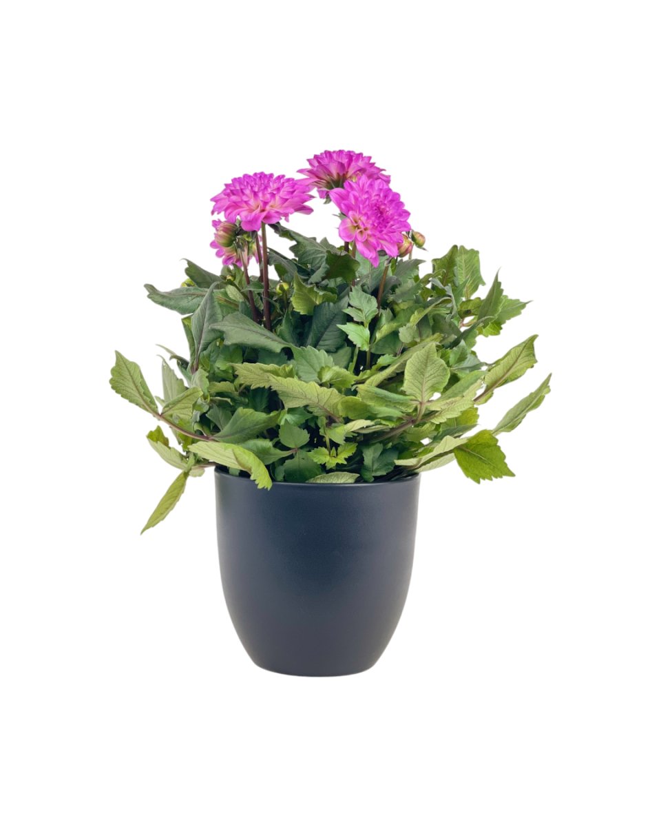 Dahlia Plant - grow pot - Potted plant - Tumbleweed Plants - Online Plant Delivery Singapore