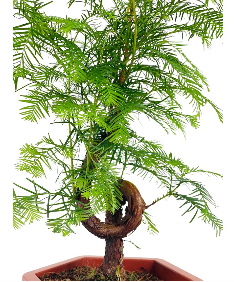 Dawn Redwood Bonsai - Metasequoia Glyptostroboides (Japan) - Potted plant - Tumbleweed Plants - Online Plant Delivery Singapore