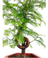 Dawn Redwood Bonsai - Metasequoia Glyptostroboides (Japan) - Potted plant - Tumbleweed Plants - Online Plant Delivery Singapore
