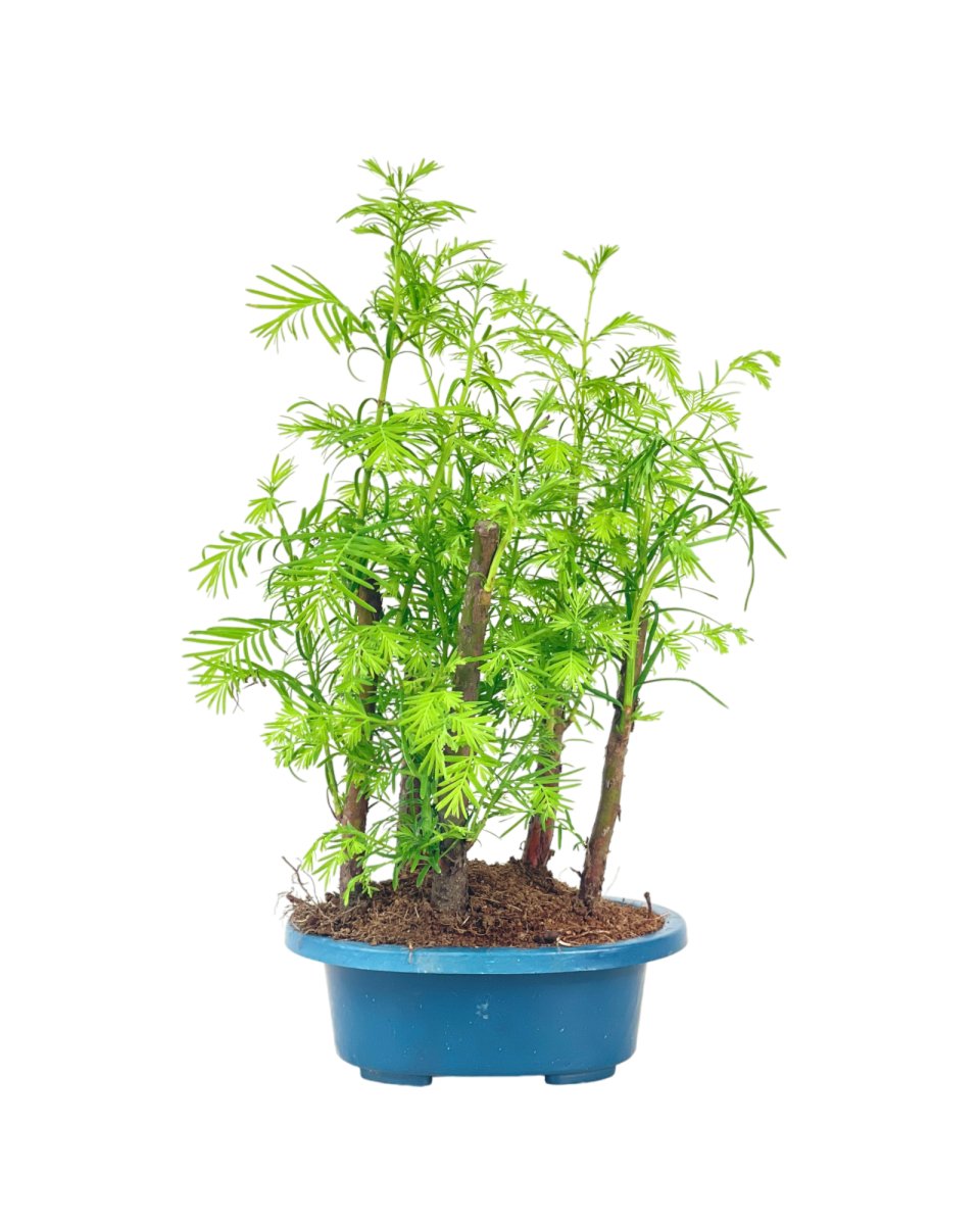 Dawn Redwood Forest Bonsai - Single Trunks in Grow Pot - Potted plant - Tumbleweed Plants - Online Plant Delivery Singapore