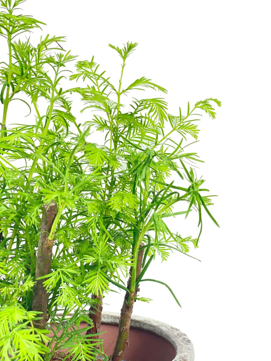 Dawn Redwood Forest Bonsai - Single Trunks in Grow Pot - Potted plant - Tumbleweed Plants - Online Plant Delivery Singapore