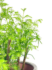 Dawn Redwood Forest Bonsai - Single Trunks in Grow Pot - Potted plant - Tumbleweed Plants - Online Plant Delivery Singapore