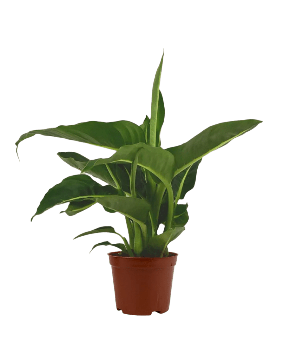 dieffenbachia magickal uses Dieffenbachia Green Magic