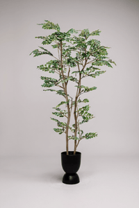 Banyan Tree - Real - Trunk Artificial - Potted plant - 5516314535781 - Tumbleweed Plants - Online Plant Delivery Singapore