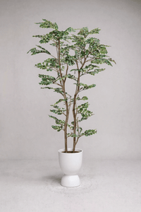 Banyan Tree - Real - Trunk Artificial - Potted plant - 5516314535783 - Tumbleweed Plants - Online Plant Delivery Singapore