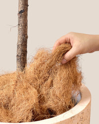 Down to Earth. Coco Coir 07 - small - Potting mix - Tumbleweed Plants - Online Plant Delivery Singapore