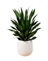 Dracaena Aubryana - Potted plant - JUST - DRAC - 3043 - Tumbleweed Plants - Online Plant Delivery Singapore