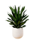 Dracaena Aubryana