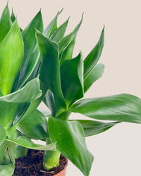 Fortune Lotus Bamboo Plant (0.2m) - grow pot - Potted plant - Tumbleweed Plants - Online Plant Delivery Singapore